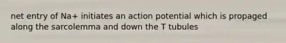 net entry of Na+ initiates an action potential which is propaged along the sarcolemma and down the T tubules