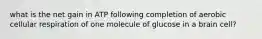 what is the net gain in ATP following completion of aerobic cellular respiration of one molecule of glucose in a brain cell?