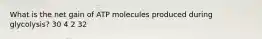 What is the net gain of ATP molecules produced during glycolysis? 30 4 2 32