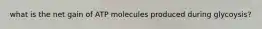 what is the net gain of ATP molecules produced during glycoysis?