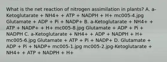 What is the net reaction of nitrogen assimilation in plants? A. a-Ketoglutarate + NH4+ + ATP + NADPH + H+ mc005-4.jpg Glutamate + ADP + Pi + NADP+ B. a-Ketoglutarate + NH4+ + ATP + NADP+ + H+ mc005-8.jpg Glutamate + ADP + Pi + NADPH C. a-Ketoglutarate + NH4+ + ADP + NADPH + H+ mc005-6.jpg Glutamate + ATP + Pi + NADP+ D. Glutamate + ADP + Pi + NADP+ mc005-1.jpg mc005-2.jpg-Ketoglutarate + NH4+ + ATP + NADPH + H+