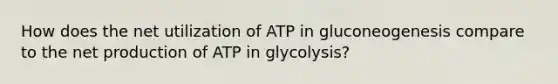 How does the net utilization of ATP in gluconeogenesis compare to the net production of ATP in glycolysis?