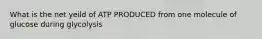 What is the net yeild of ATP PRODUCED from one molecule of glucose during glycolysis