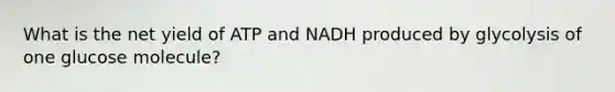 What is the net yield of ATP and NADH produced by glycolysis of one glucose molecule?