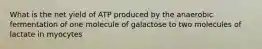 What is the net yield of ATP produced by the anaerobic fermentation of one molecule of galactose to two molecules of lactate in myocytes