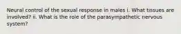 Neural control of the sexual response in males i. What tissues are involved? ii. What is the role of the parasympathetic nervous system?