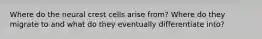 Where do the neural crest cells arise from? Where do they migrate to and what do they eventually differentiate into?