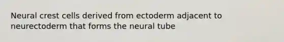 Neural crest cells derived from ectoderm adjacent to neurectoderm that forms the neural tube