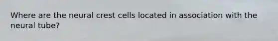 Where are the neural crest cells located in association with the neural tube?