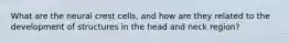 What are the neural crest cells, and how are they related to the development of structures in the head and neck region?