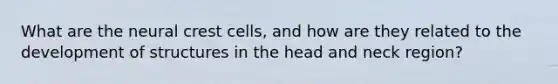 What are the neural crest cells, and how are they related to the development of structures in the head and neck region?