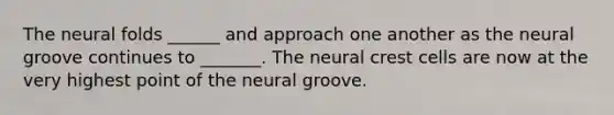 The neural folds ______ and approach one another as the neural groove continues to _______. The neural crest cells are now at the very highest point of the neural groove.