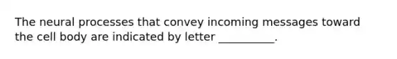 The neural processes that convey incoming messages toward the cell body are indicated by letter __________.