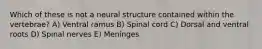 Which of these is not a neural structure contained within the vertebrae? A) Ventral ramus B) Spinal cord C) Dorsal and ventral roots D) Spinal nerves E) Meninges