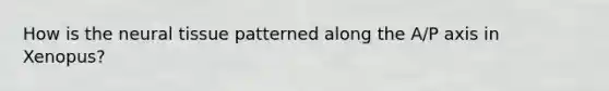 How is the neural tissue patterned along the A/P axis in Xenopus?