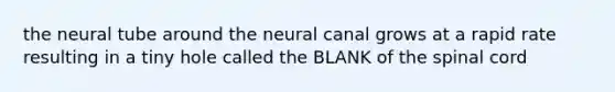 the neural tube around the neural canal grows at a rapid rate resulting in a tiny hole called the BLANK of the spinal cord