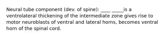 Neural tube component (dev. of spine): ____ _____is a ventrolateral thickening of the intermediate zone gives rise to motor neuroblasts of ventral and lateral horns, becomes ventral horn of the spinal cord.