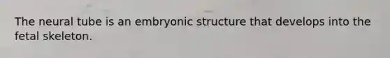 The neural tube is an embryonic structure that develops into the fetal skeleton.
