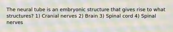 The neural tube is an embryonic structure that gives rise to what structures? 1) Cranial nerves 2) Brain 3) Spinal cord 4) Spinal nerves