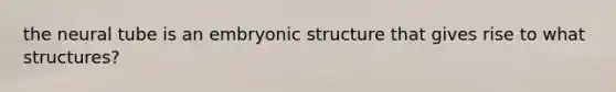 the neural tube is an embryonic structure that gives rise to what structures?