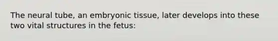 The neural tube, an embryonic tissue, later develops into these two vital structures in the fetus: