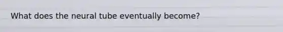 What does the neural tube eventually become?