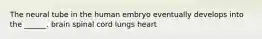 The neural tube in the human embryo eventually develops into the ______. brain spinal cord lungs heart