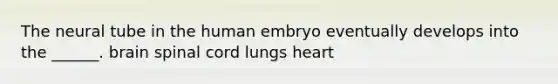 The neural tube in the human embryo eventually develops into the ______. brain spinal cord lungs heart