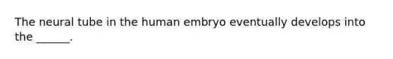 The neural tube in the human embryo eventually develops into the ______.