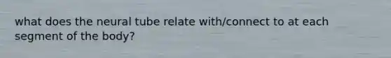 what does the neural tube relate with/connect to at each segment of the body?