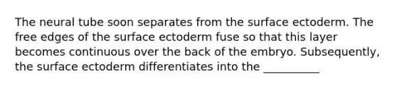 The neural tube soon separates from the surface ectoderm. The free edges of the surface ectoderm fuse so that this layer becomes continuous over the back of the embryo. Subsequently, the surface ectoderm differentiates into the __________