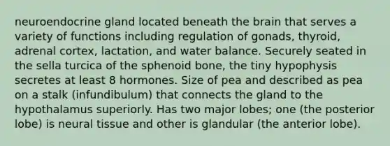 neuroendocrine gland located beneath the brain that serves a variety of functions including regulation of gonads, thyroid, adrenal cortex, lactation, and water balance. Securely seated in the sella turcica of the sphenoid bone, the tiny hypophysis secretes at least 8 hormones. Size of pea and described as pea on a stalk (infundibulum) that connects the gland to the hypothalamus superiorly. Has two major lobes; one (the posterior lobe) is neural tissue and other is glandular (the anterior lobe).