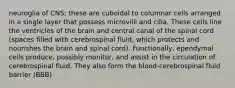 neuroglia of CNS; these are cuboidal to columnar cells arranged in a single layer that possess microvilli and cilia. These cells line the ventricles of the brain and central canal of the spinal cord (spaces filled with cerebrospinal fluid, which protects and nourishes the brain and spinal cord). Functionally, ependymal cells produce, possibly monitor, and assist in the circulation of cerebrospinal fluid. They also form the blood-cerebrospinal fluid barrier (BBB)