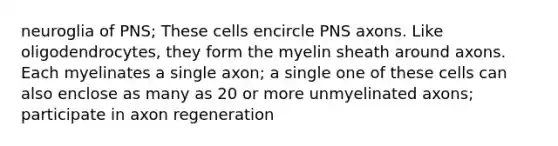 neuroglia of PNS; These cells encircle PNS axons. Like oligodendrocytes, they form the myelin sheath around axons. Each myelinates a single axon; a single one of these cells can also enclose as many as 20 or more unmyelinated axons; participate in axon regeneration