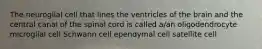 The neuroglial cell that lines the ventricles of the brain and the central canal of the spinal cord is called a/an oligodendrocyte microglial cell Schwann cell ependymal cell satellite cell