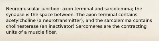 Neuromuscular junction: axon terminal and sarcolemma; the synapse is the space between. The axon terminal contains acetylcholine (a neurotransmitter), and the sarcolemma contains cholinesterase (an inactivator) Sarcomeres are the contracting units of a muscle fiber.