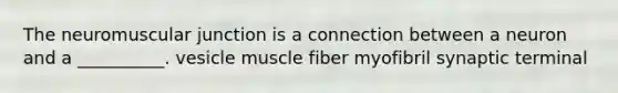 The neuromuscular junction is a connection between a neuron and a __________. vesicle muscle fiber myofibril synaptic terminal