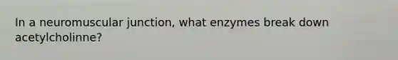 In a neuromuscular junction, what enzymes break down acetylcholinne?