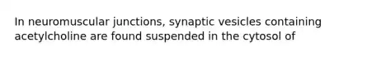 In neuromuscular junctions, synaptic vesicles containing acetylcholine are found suspended in the cytosol of