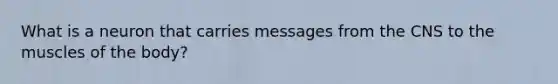 What is a neuron that carries messages from the CNS to the muscles of the body?