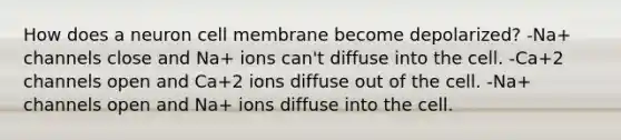 How does a neuron cell membrane become depolarized? -Na+ channels close and Na+ ions can't diffuse into the cell. -Ca+2 channels open and Ca+2 ions diffuse out of the cell. -Na+ channels open and Na+ ions diffuse into the cell.