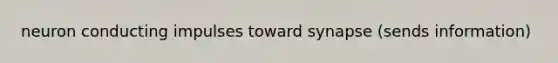 neuron conducting impulses toward synapse (sends information)