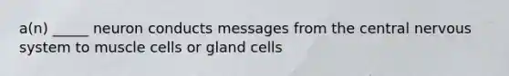 a(n) _____ neuron conducts messages from the central <a href='https://www.questionai.com/knowledge/kThdVqrsqy-nervous-system' class='anchor-knowledge'>nervous system</a> to muscle cells or gland cells