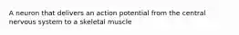 A neuron that delivers an action potential from the central nervous system to a skeletal muscle