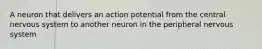 A neuron that delivers an action potential from the central nervous system to another neuron in the peripheral nervous system