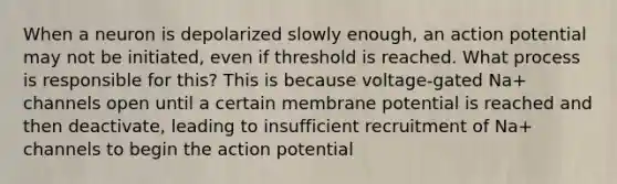 When a neuron is depolarized slowly enough, an action potential may not be initiated, even if threshold is reached. What process is responsible for this? This is because voltage-gated Na+ channels open until a certain membrane potential is reached and then deactivate, leading to insufficient recruitment of Na+ channels to begin the action potential