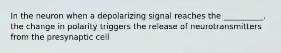 In the neuron when a depolarizing signal reaches the __________, the change in polarity triggers the release of neurotransmitters from the presynaptic cell