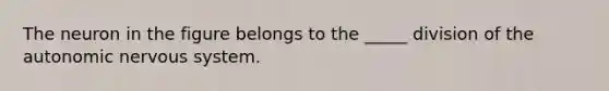 The neuron in the figure belongs to the _____ division of the autonomic nervous system.