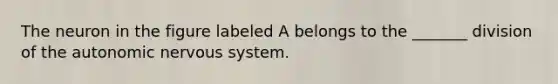 The neuron in the figure labeled A belongs to the _______ division of the autonomic nervous system.