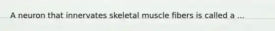 A neuron that innervates skeletal muscle fibers is called a ...